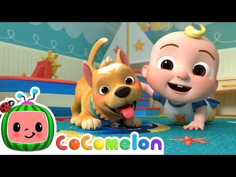 Pet Care Song - The Most Popular Video Cocomelon Song