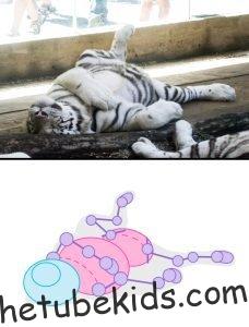 How to Draw Animals The Importance of Drawing Poses 5 How to Draw Animals The Importance of Drawing Poses